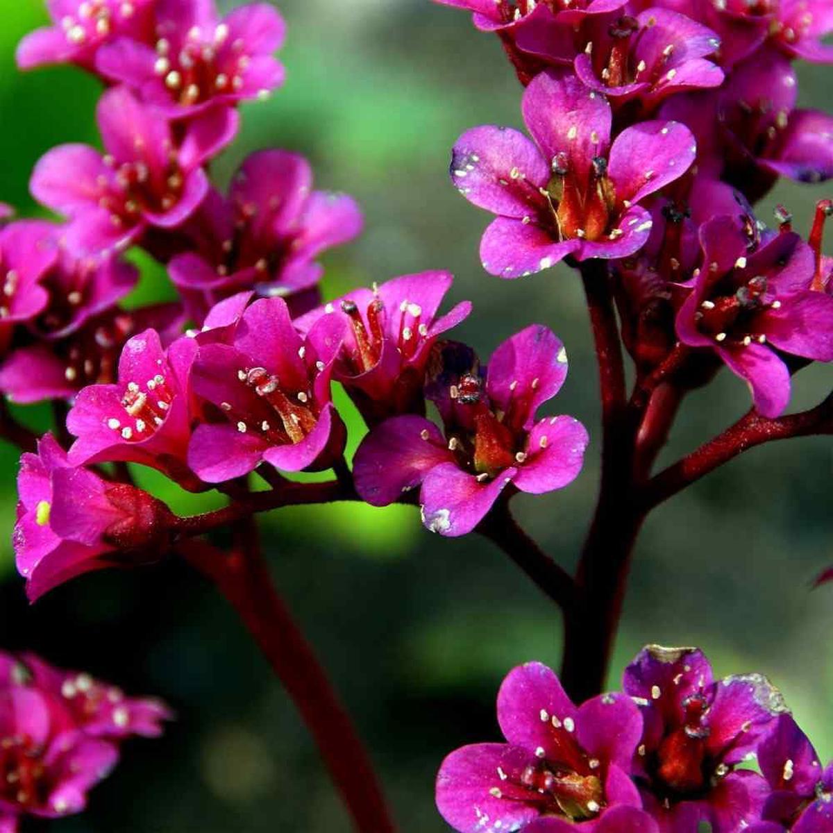 Cordifolia Flower Seeds for Planting Heirloom, Non-GMO, High Germination Vibrant Garden Blooms