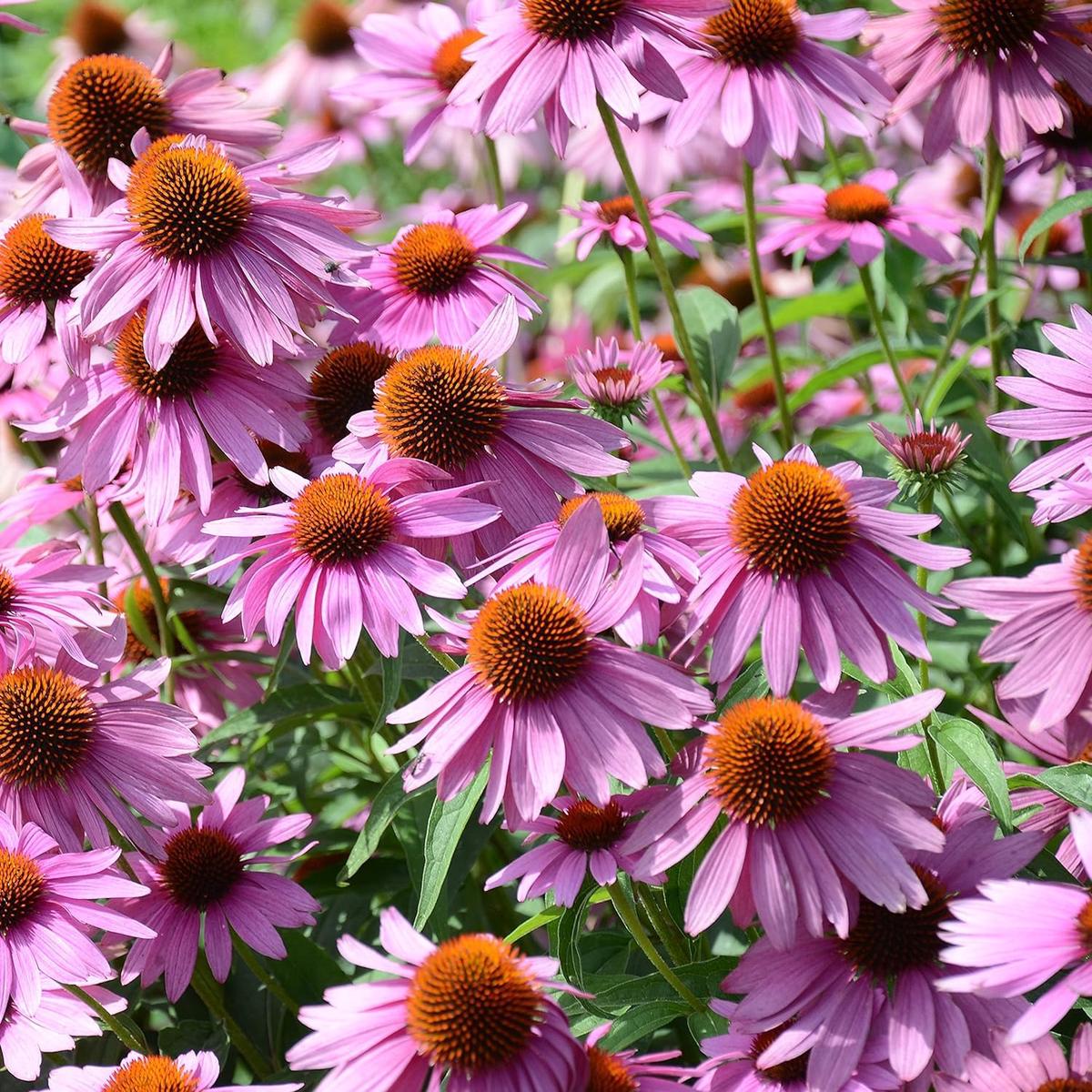 Cutleaf ConeFlower seeds for Planting - Cottage Garden Essential, Heirloom & GMO Free Seeds for Home Garden