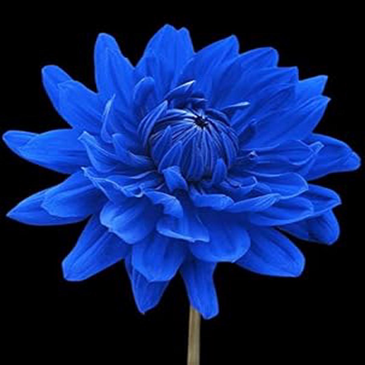 Dark Blue Dahlia Seeds for Planting Organic, Heirloom, Non-GMO Flower Seeds