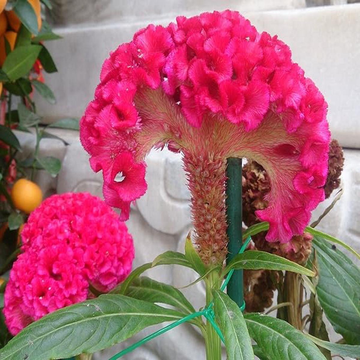 Dark Pink Celosia Seeds for Planting Heirloom, Non-GMO, High Germination Vibrant Garden Flower Seeds