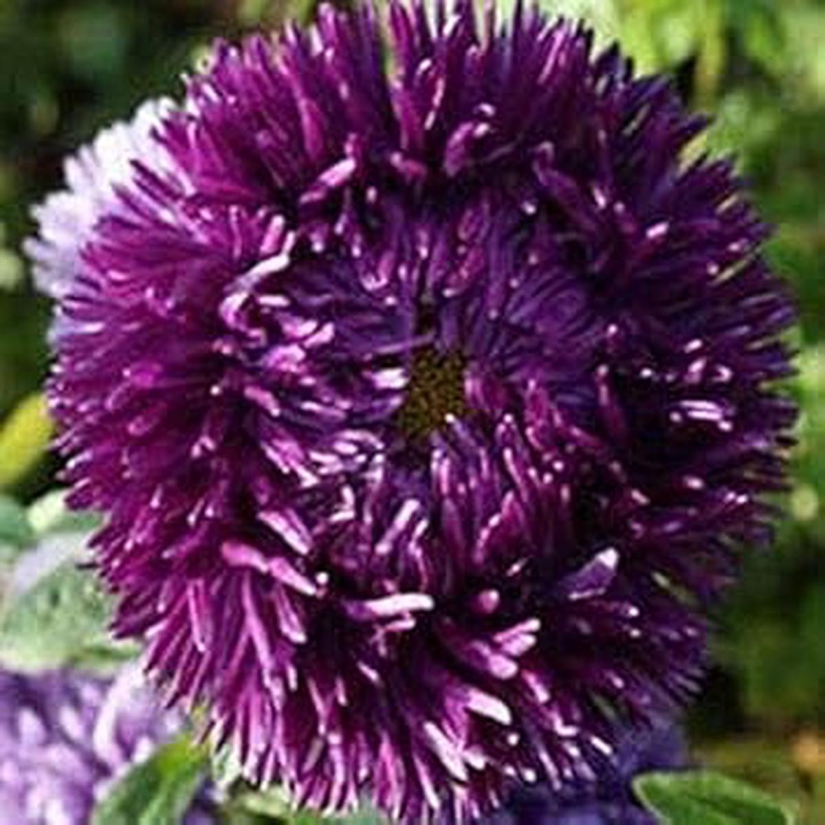 Dark Violet Aster Flower Seeds Heirloom Non-GMO High Germination Organic Garden Seeds for Planting