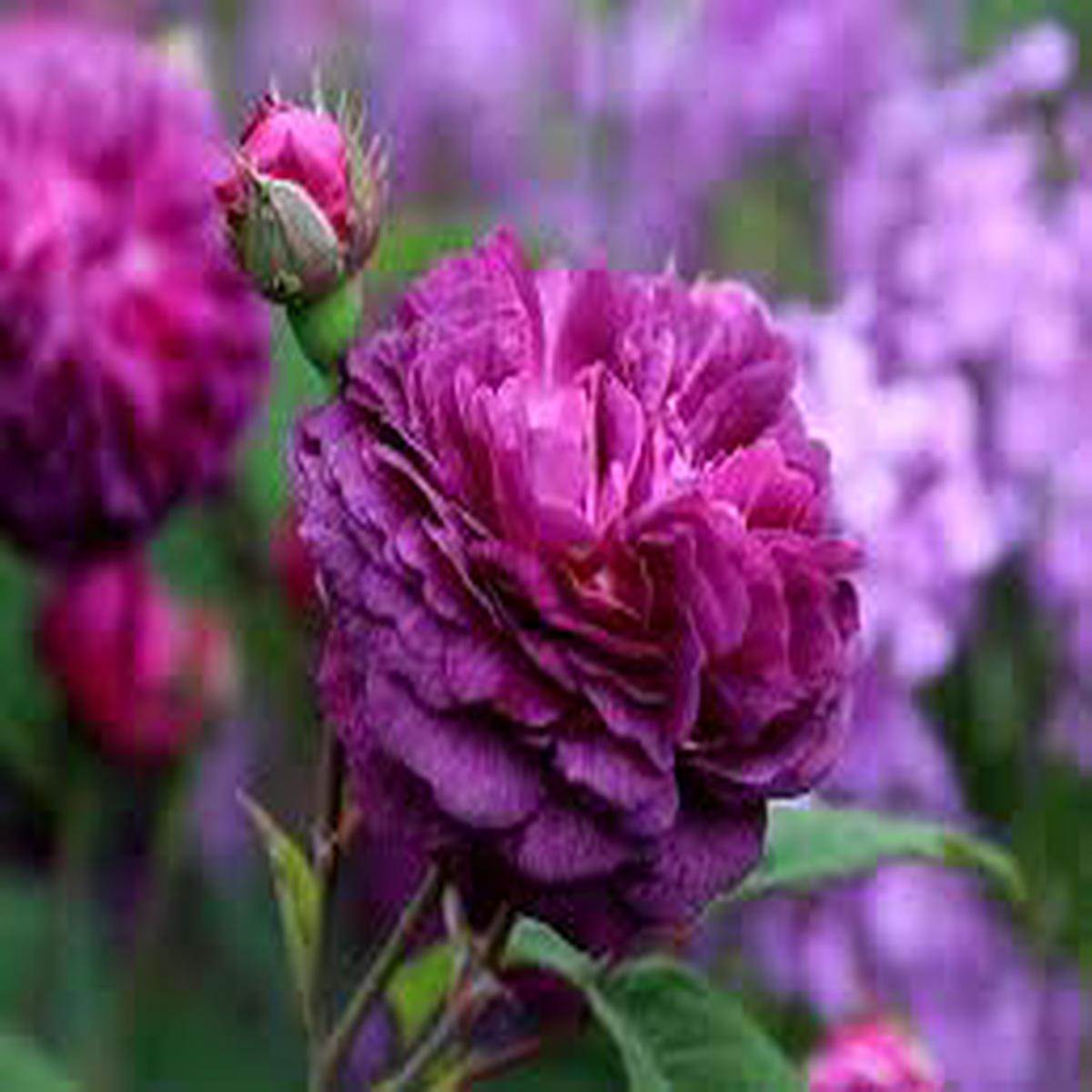 Deep Purple Climbing Rose Flower Seeds for Planting Heirloom NonGMO Organic Garden Seeds Sale