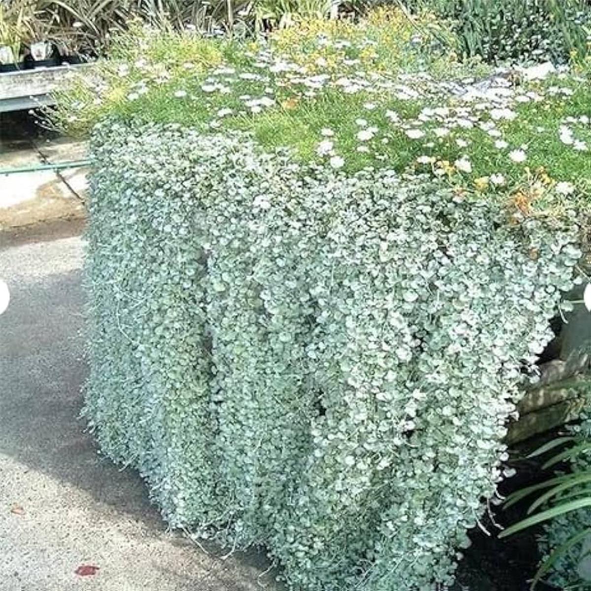 Dichondra Dichondra Repens Plant For Planting In Ground Cover Flower Seeds for Home Garden
