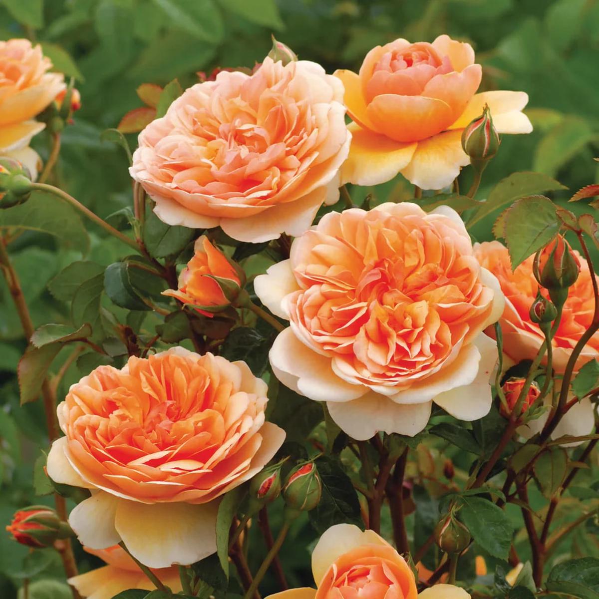 Double Petal English Rose Seeds for Planting Light Orange Heirloom, Non-GMO, High Germination Organic Garden Seeds