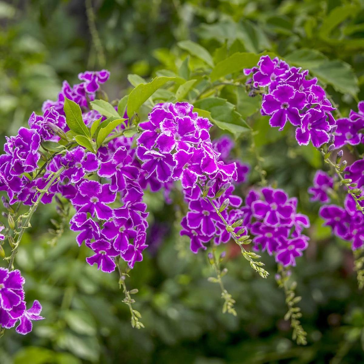 Duranta Erecta Flower Seeds for Planting Heirloom, Non-GMO, Easy to Grow, Shrub