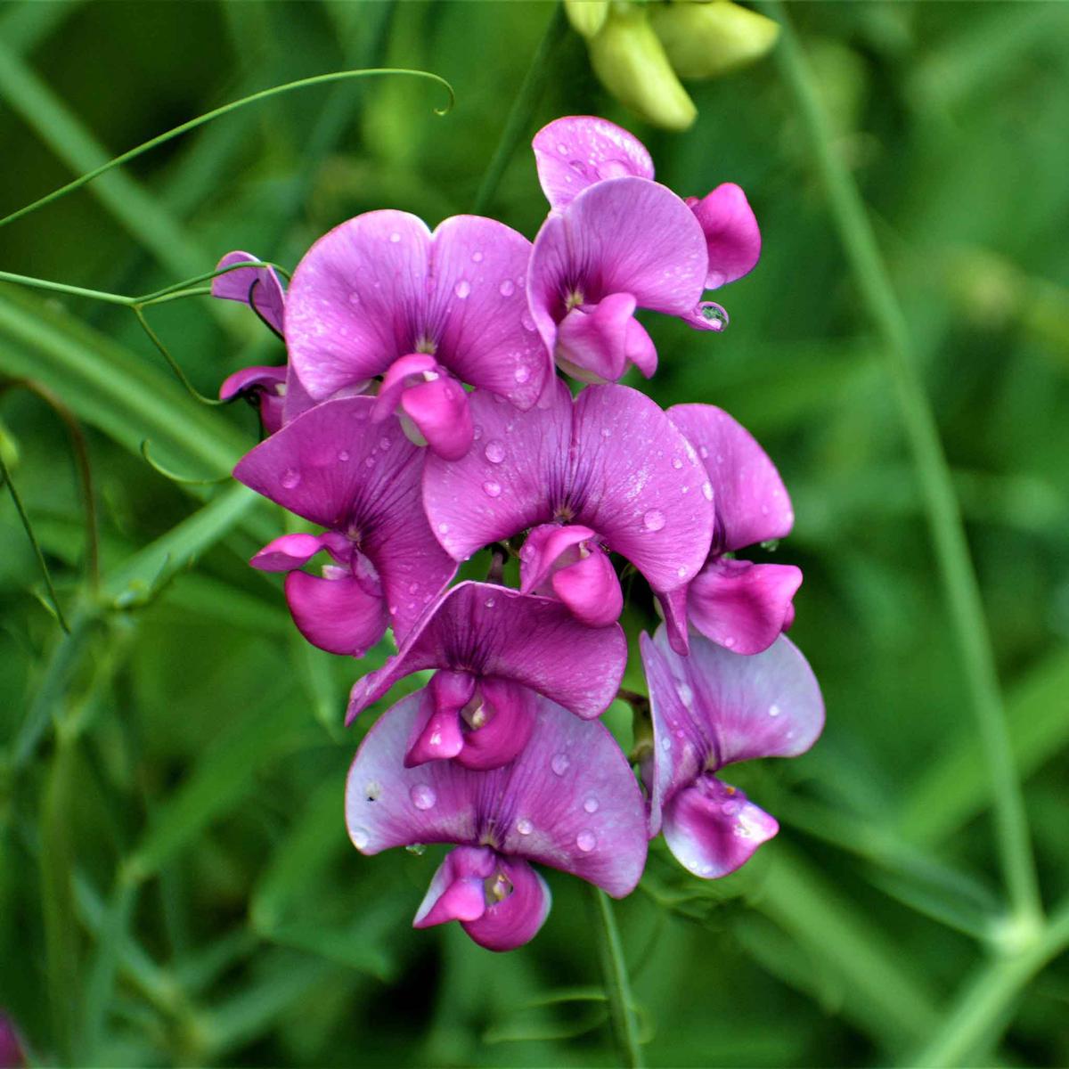 Everlasting Pea Seeds