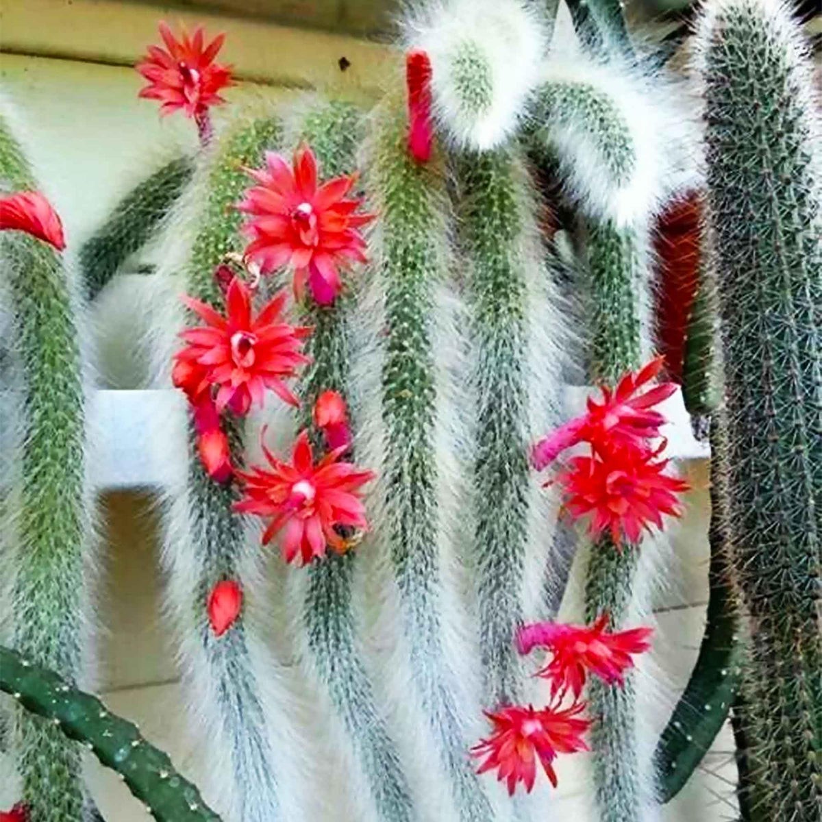 Fresh Monkey Tail Flower seeds for Planting - Vibrant Colors, Heirloom & GMO Free Seeds for Home Garden
