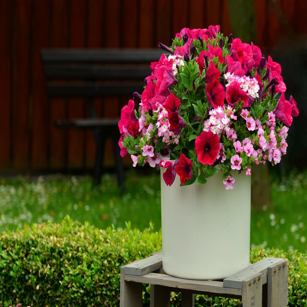 Hanging Petunia Petunia Spp Planting In Balcony Urban Garden Flower Seeds Home Garden