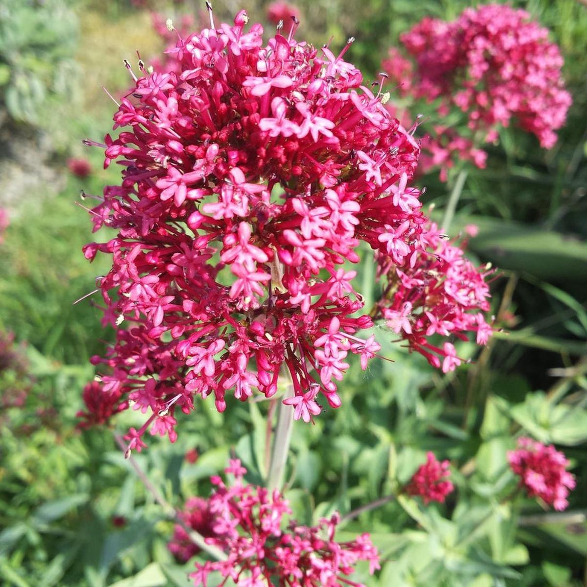 Heirloom Jupiter's Beard Flower Seeds Non-GMO Seeds for Beautiful Garden Planting