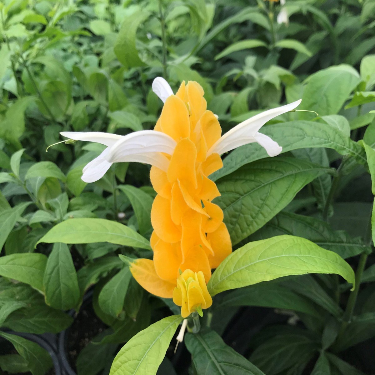 Heirloom Light Yellow Pachystachys Flower Seeds, Non-GMO Tropical Bloom Seeds for Garden Planting