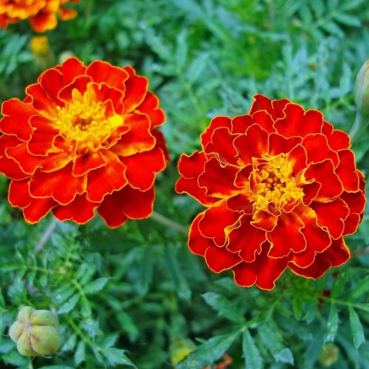 Heirloom Marigold Flower Seeds for Planting 100 pcs