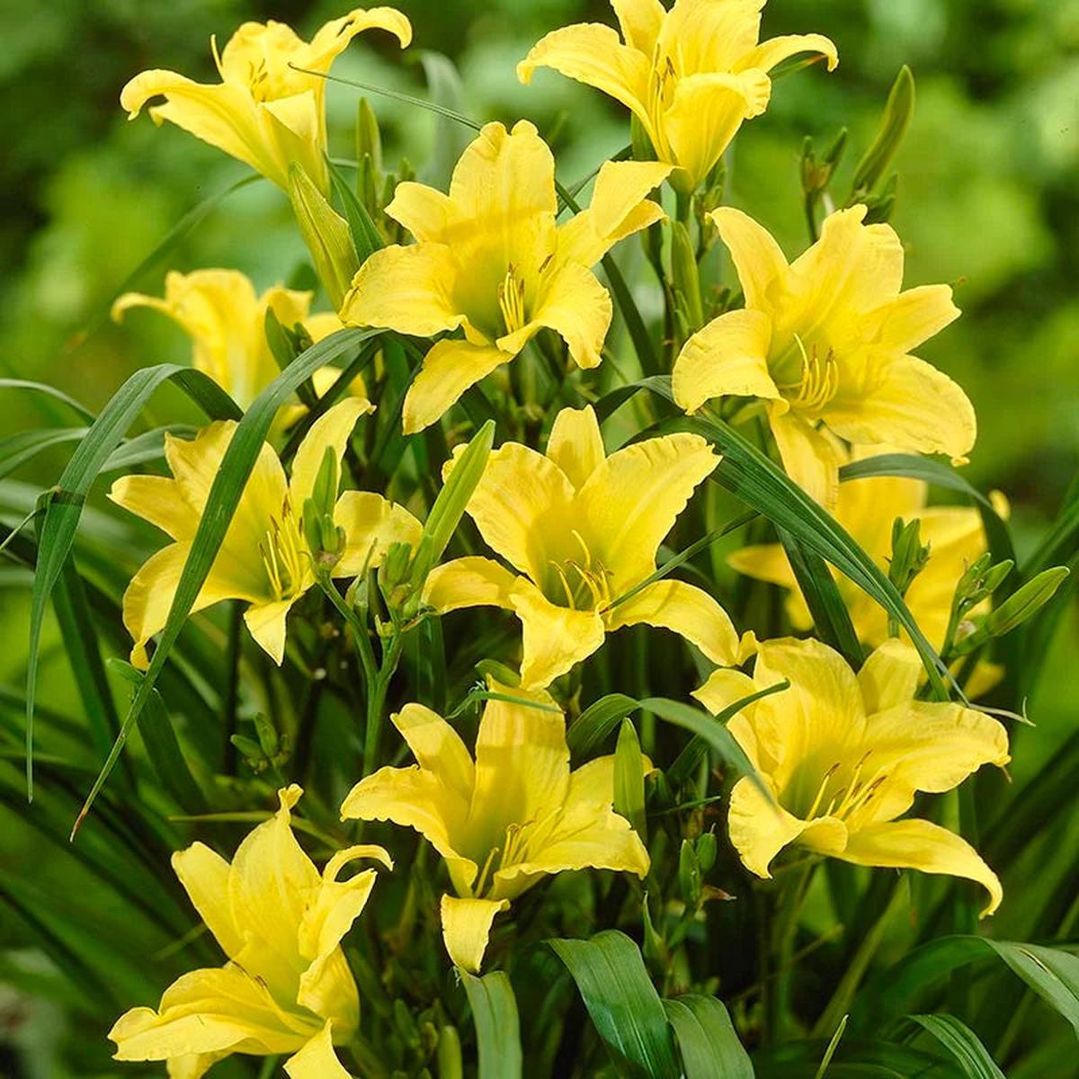 Heirloom Non-GMO Daylily Flower Seeds for Planting Colorful Perennial Garden Blooms