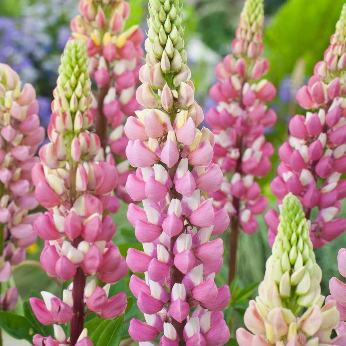 Heirloom Non-GMO Light Pink Lupine Flower Seeds for Garden Planting High Germination Organic Garden Seeds