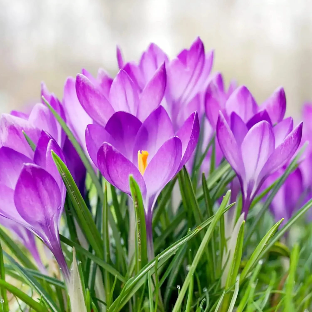Heirloom Non-GMO Purple Colchicum Flower Seeds for Autumn Garden Planting