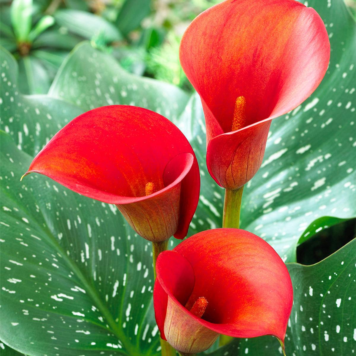 Heirloom Non-GMO Red Zantedeschia Aethiopica Flower Seeds for Planting Elegant Calla Lily Blooms, High Germination