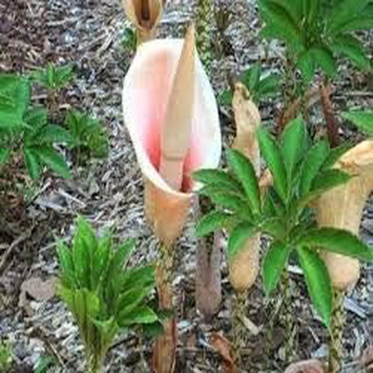 Heirloom Non-GMO Voodoo Lily Plant Seeds for Planting Exotic Unique Flower Seeds, High Germination