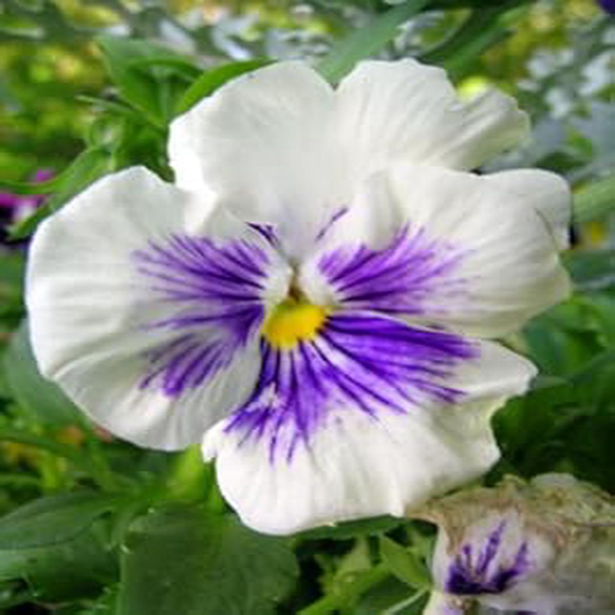 Heirloom Non-GMO White Blue Wittrockiana Flower Seeds for Vibrant Garden Displays and Planting