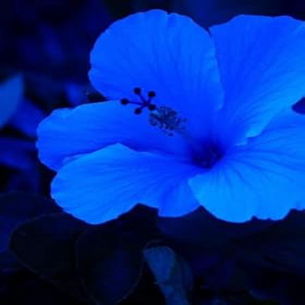 Hibiscus Dark Blue Flower seeds for Planting - Garden Favorite, Heirloom & GMO Free Seeds for Home Garden