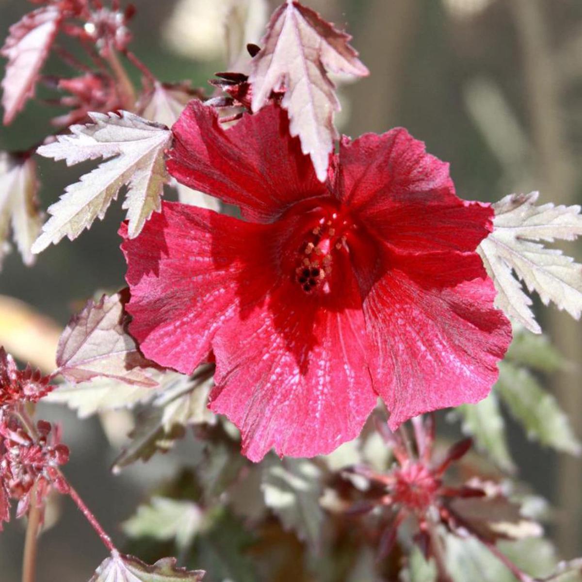 Hibiscus Mahogany Splendor Flower Seeds for Planting Heirloom, Non-GMO, Ornamental, Easy to Grow