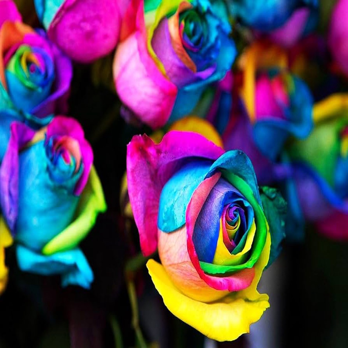 Holland Rainbow Rose Rosa spp Flower Seeds for Planting in Flower Bed and Garden