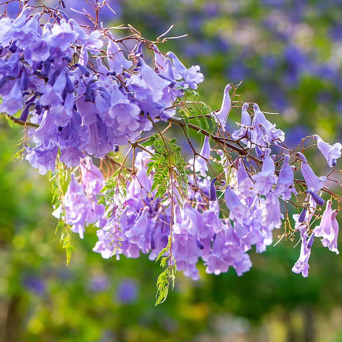 Jacaranda Mimosifolia Flower Seeds for Planting Heirloom, Non-GMO, Perennial Tree