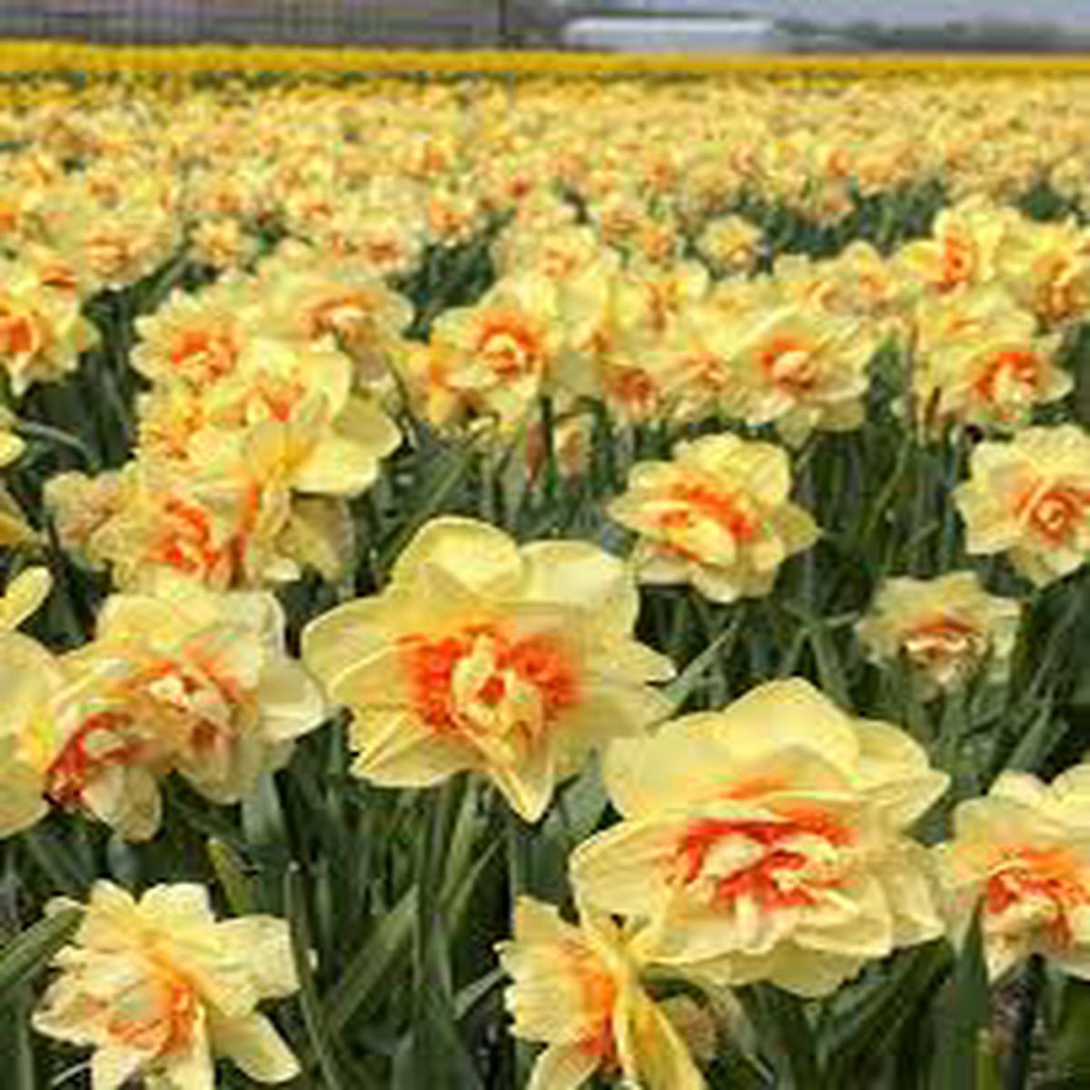 Light Yellow Daffodil Flower Seeds for Planting | Heirloom Non-GMO High Germination Organic Garden Seeds