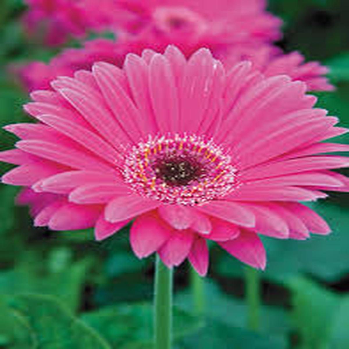 Mixed Gerbera Flower Seeds for Planting Heirloom, Non-GMO, High Germination Organic Garden Seeds