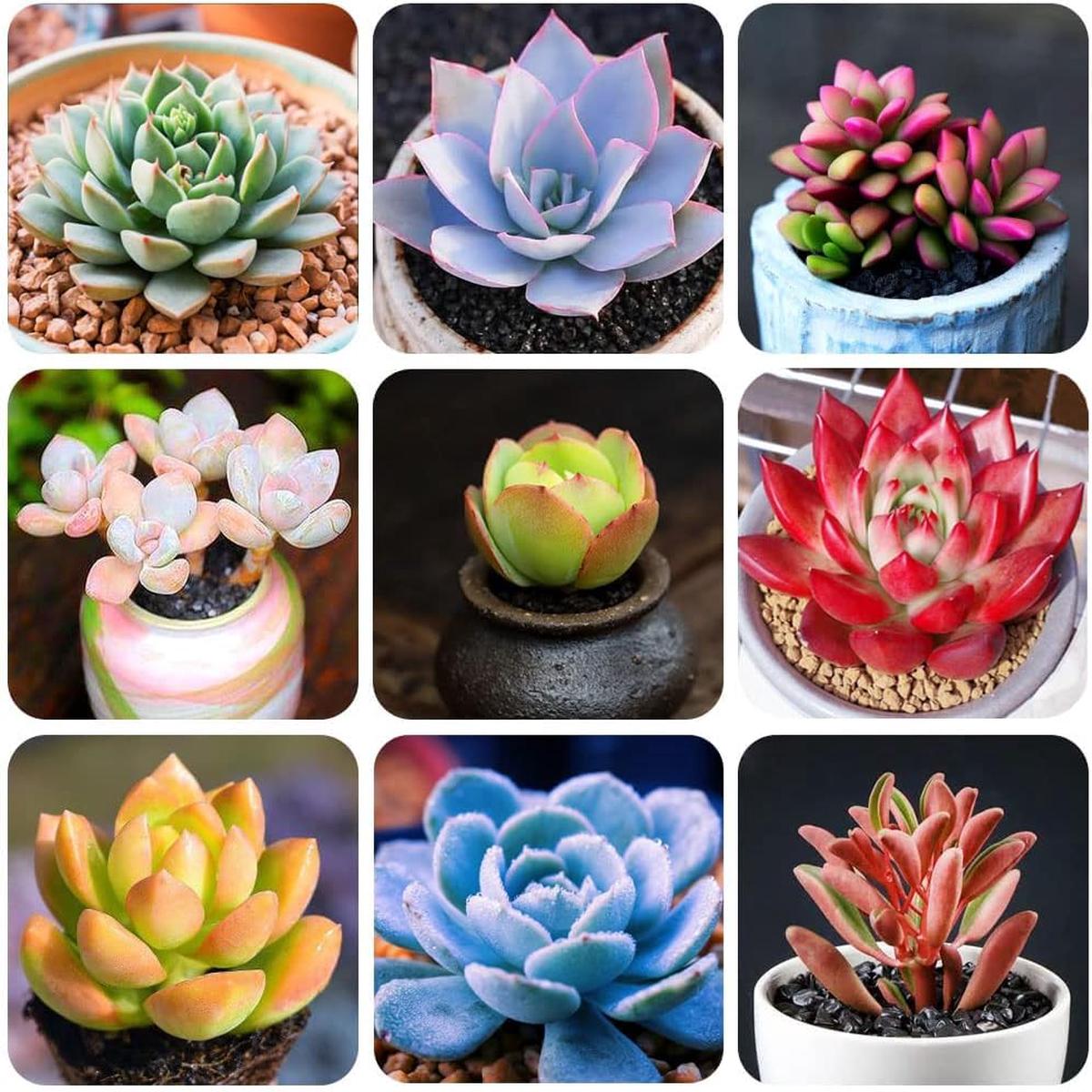 Mixed Succulent Flower Seeds Heirloom Non-GMO High Germination Drought-Tolerant Garden Seeds for Planting