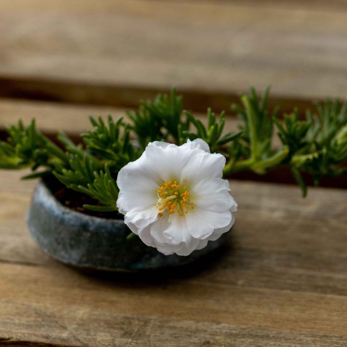 Moss Rose Seeds - Happy Hour Coconut