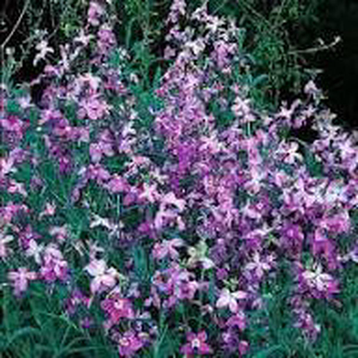 Night Scented Stock Seeds Flower seeds for Planting Pollinator Friendly, Heirloom & GMO Free Seeds, High Germination