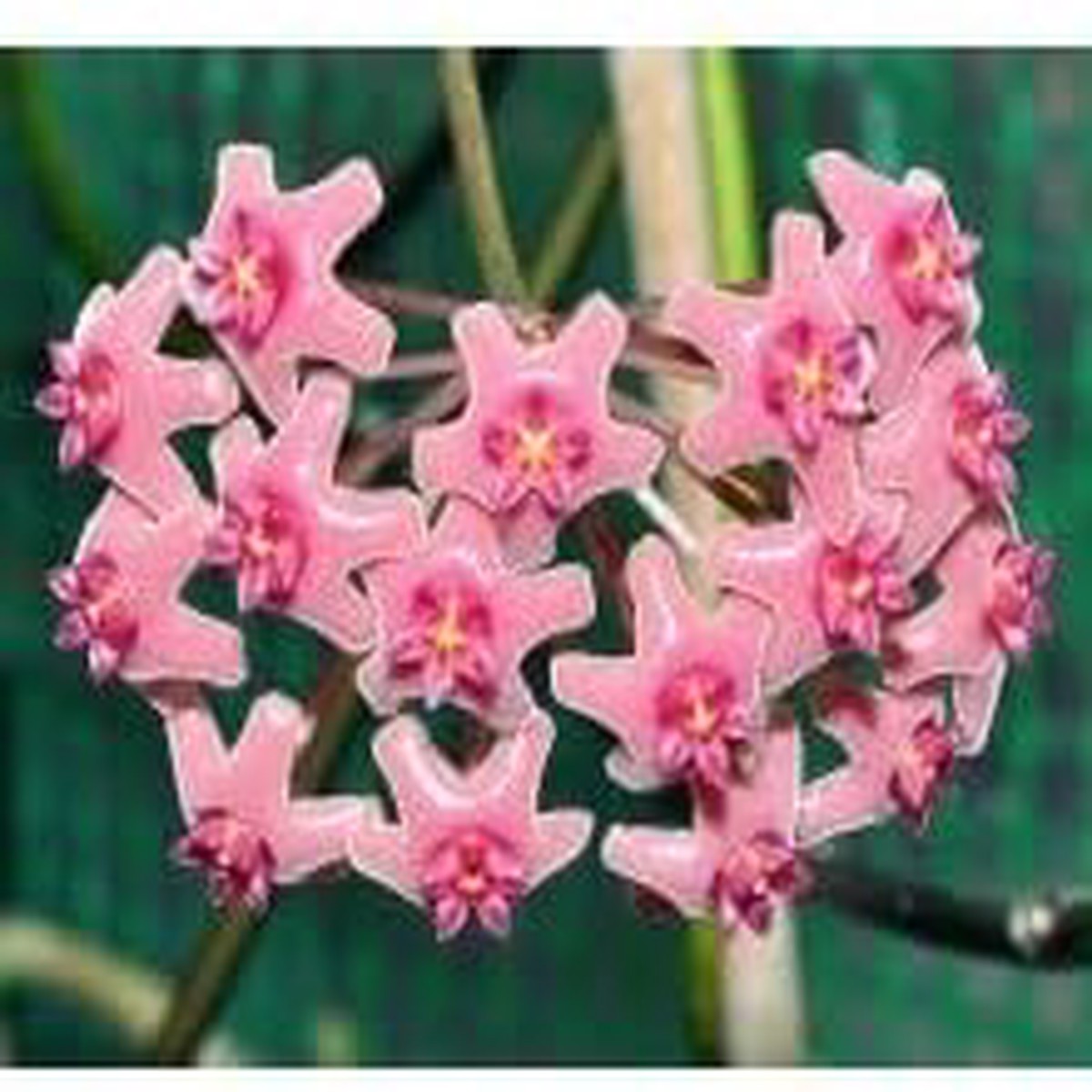 Organic Heirloom Bright Pink Hoya Flower Seeds High Germination Non-GMO Vibrant Seeds for Planting