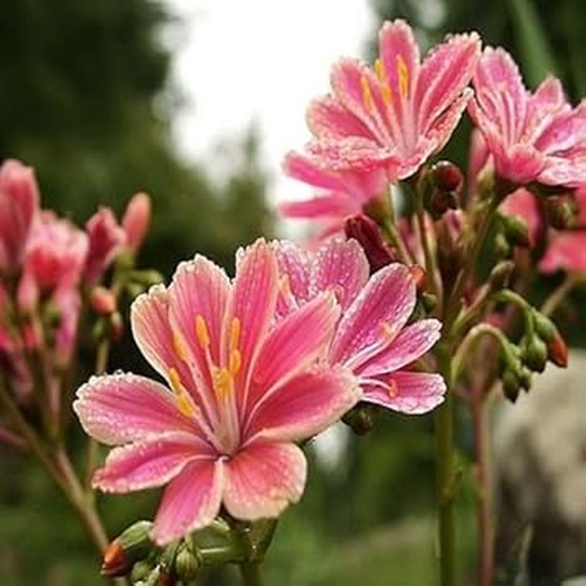 Organic Heirloom Non-GMO Pink Lewisia Seeds for Planting Rock Garden Blooms