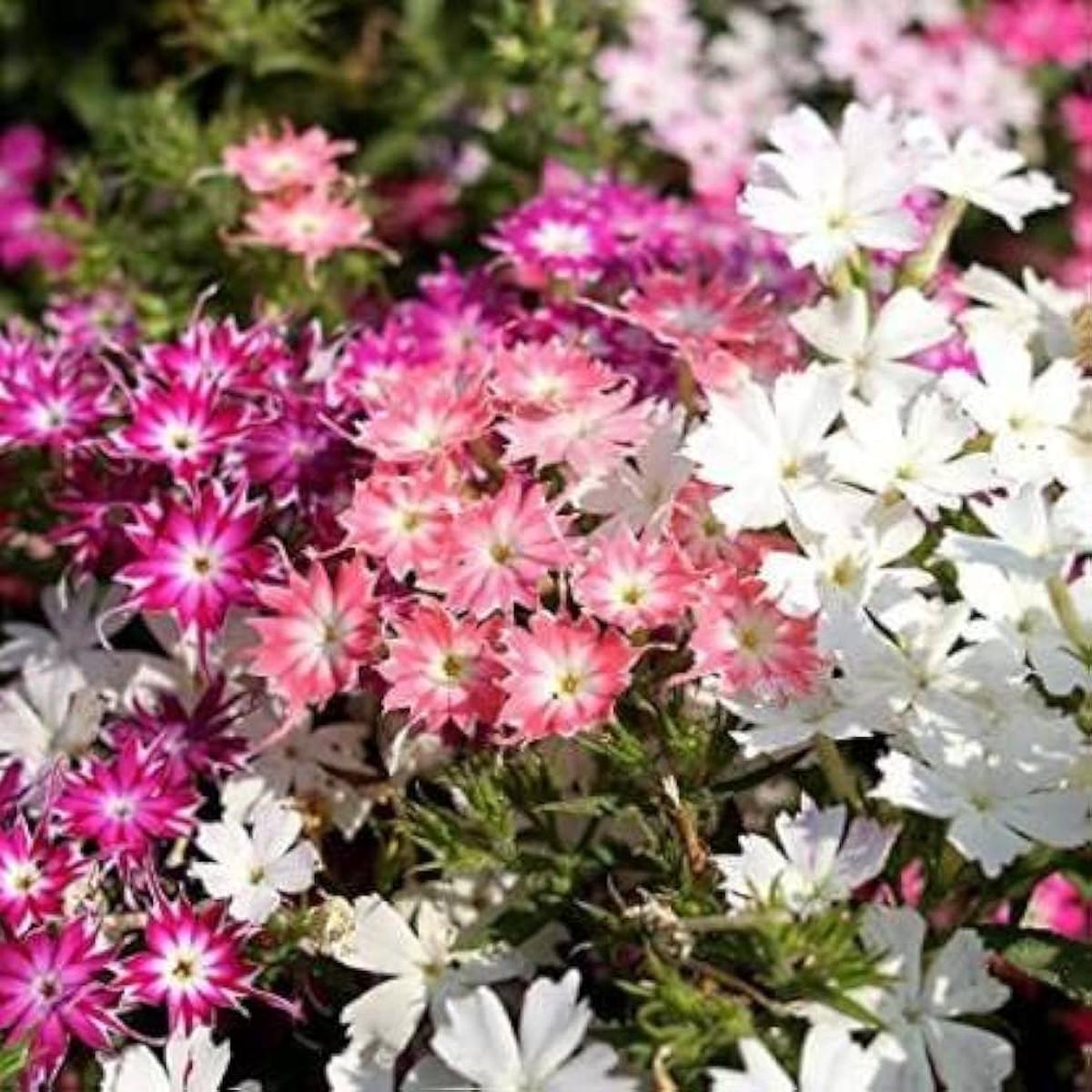 Phlox Twinkle Star Phlox paniculata Seeds for Planting for Flower Bed