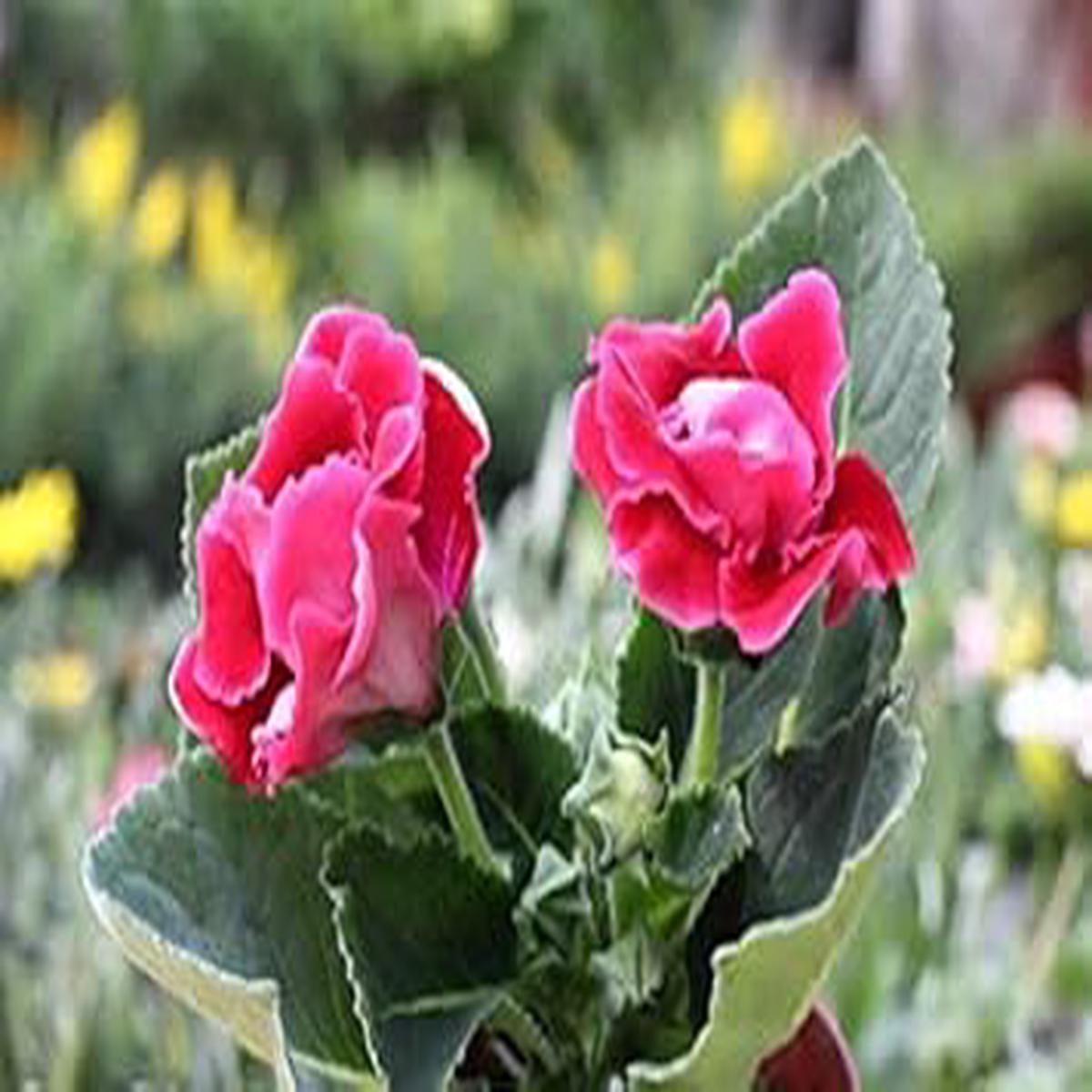 Pink Brazilian Gloxinia Seeds for Planting | Heirloom, Non-GMO, Organic Garden Seeds with High Germination