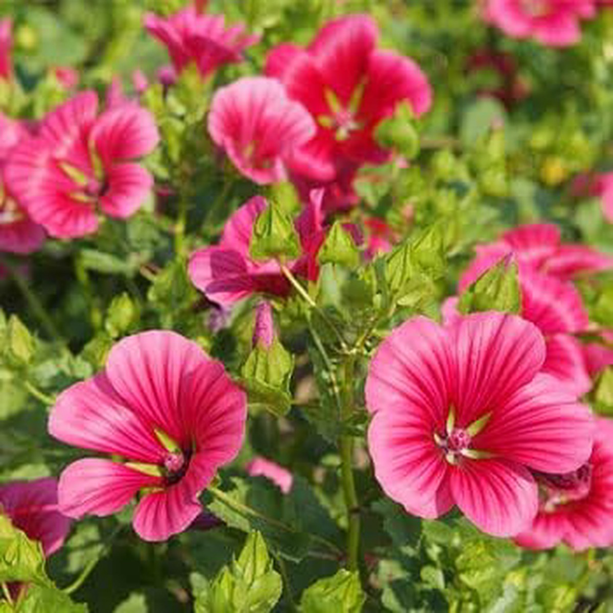 Pink Malope Flower Planting Organic Heirloom Non Gmo Blooming Flower Seeds Home Garden