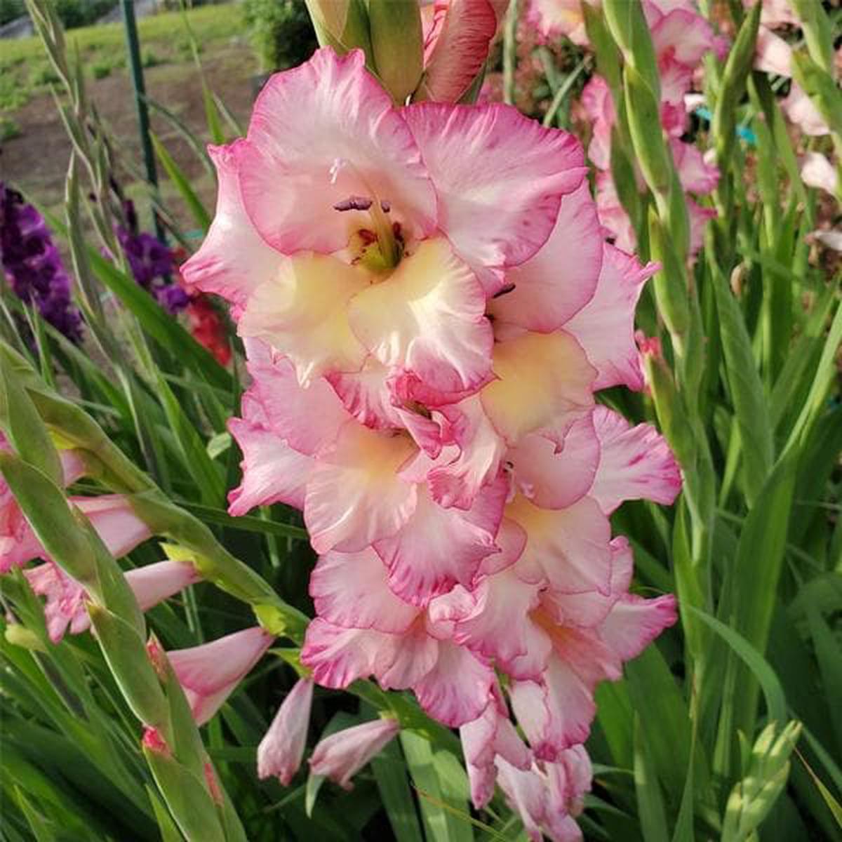 Pink Yellow Gladiolus Flower Seeds for Planting Wildflower Mix, Heirloom, Non-GMO, High Germination Organic Garden Seeds