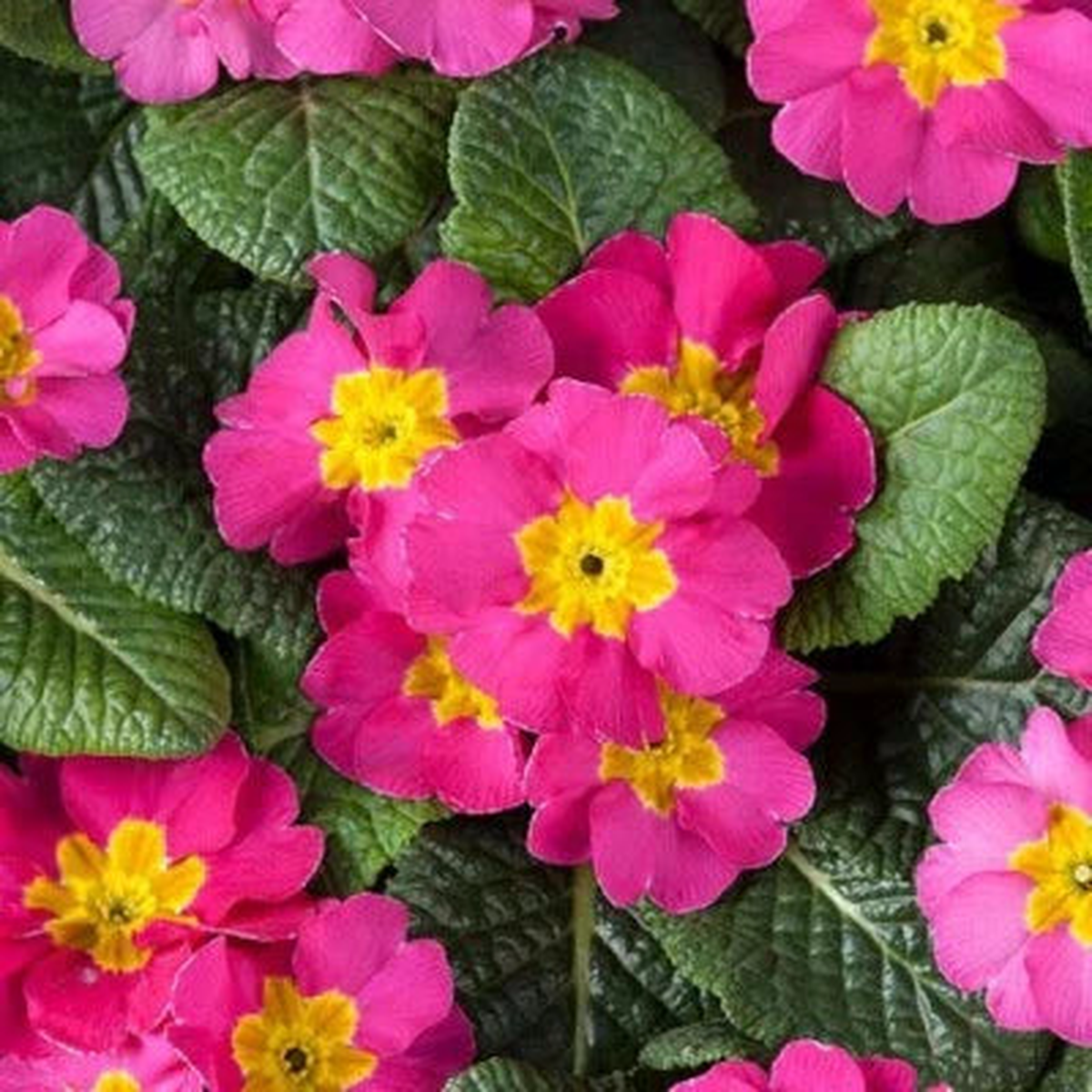 Primula Planting Primula Optic Rose Primrose Planting Heirloom Non Gmo Drought Tolerant