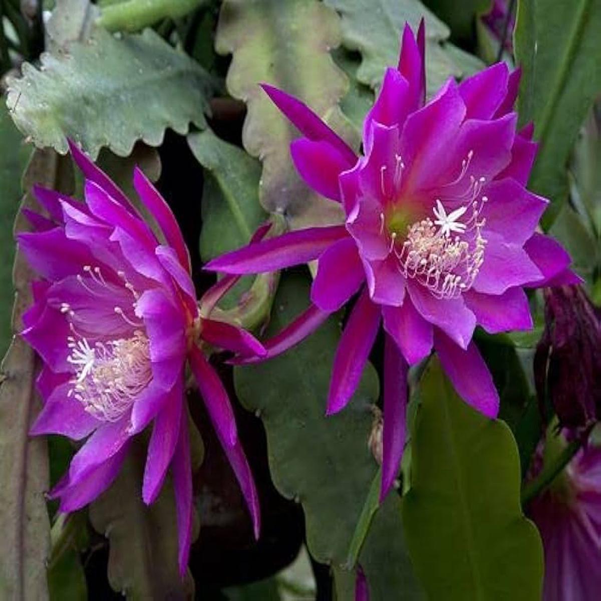 Purple Epiphyllum Oxypetalum Flower Seeds for Planting Heirloom, Non-GMO, High Germination Seeds