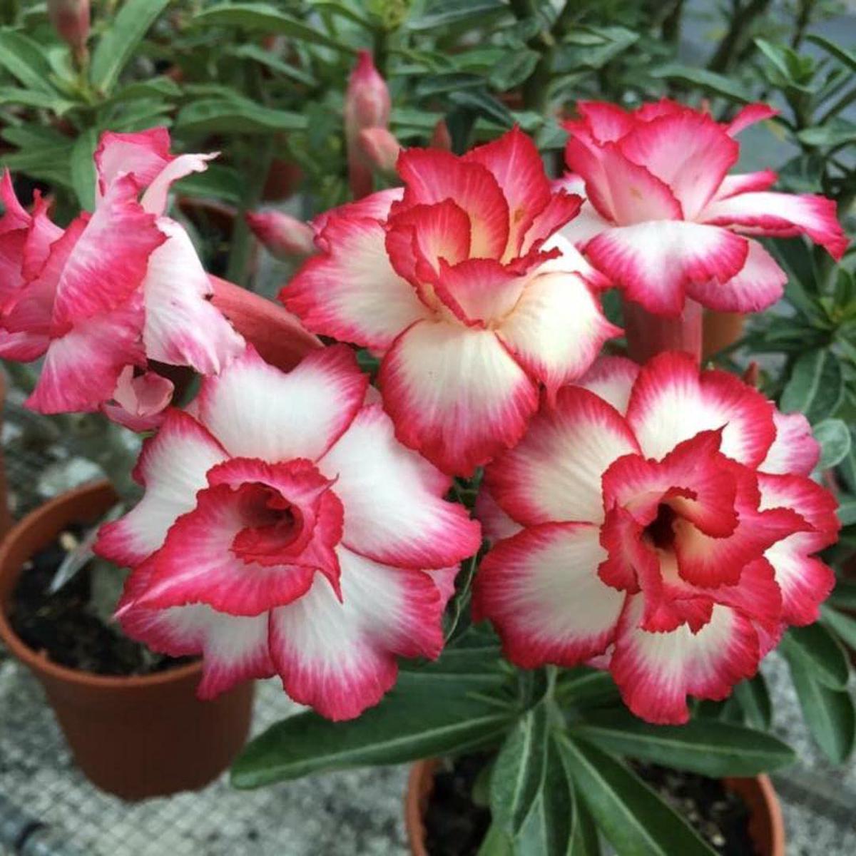 Rare Adenium Obesum Desert Rose Seeds Bonsai-Style Succulent with Thick Stem