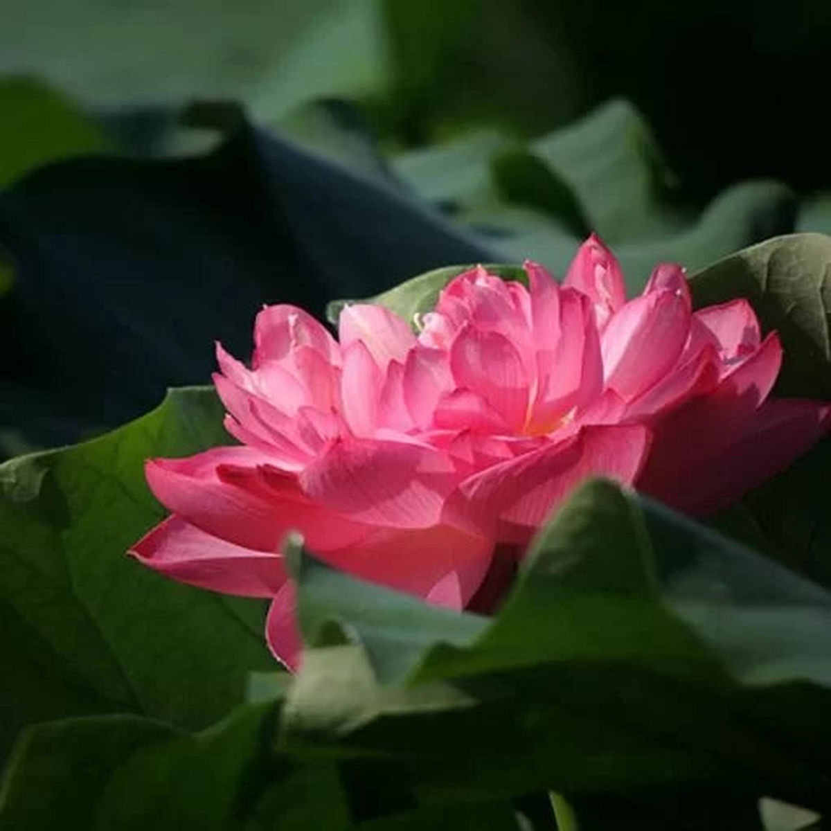 Red Bowl Lotus Seeds | Aquatic Lotus Water Garden Variety Heirloom, Non-GMO, High Germination Organic Garden Seeds