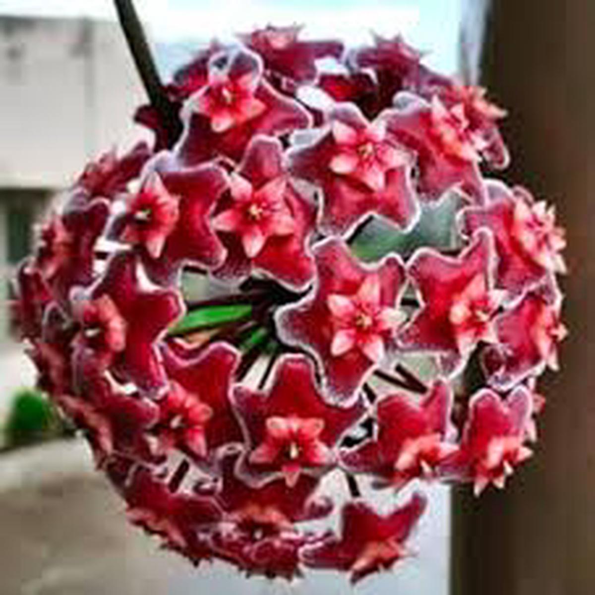 Red Carnosa Flower Seeds for Planting - Heirloom, Non-GMO, Organic Garden Seeds for Vibrant Displays