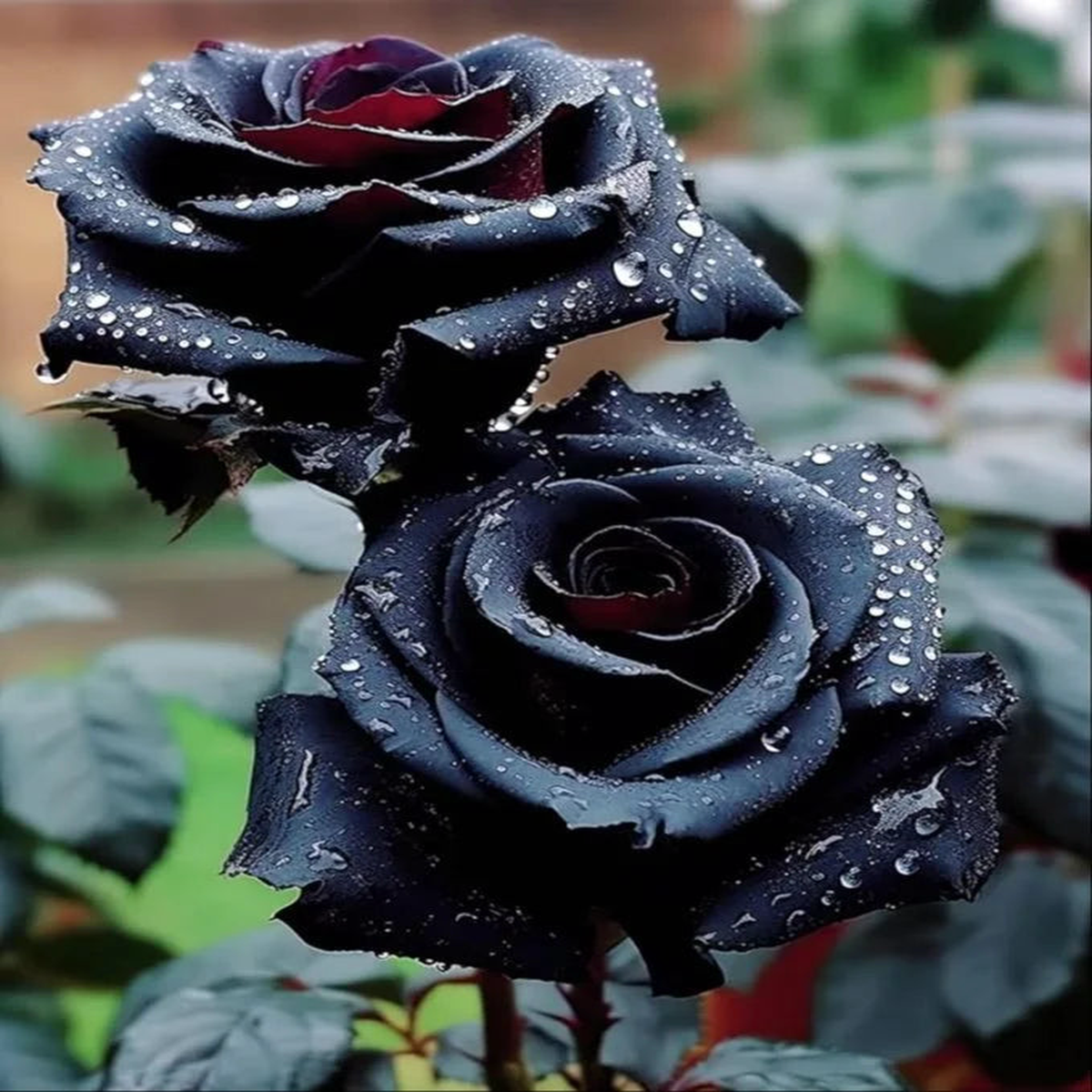Rose Bush Flower Seeds for Planting Heirloom Non-GMO Seeds for Garden Landscaping