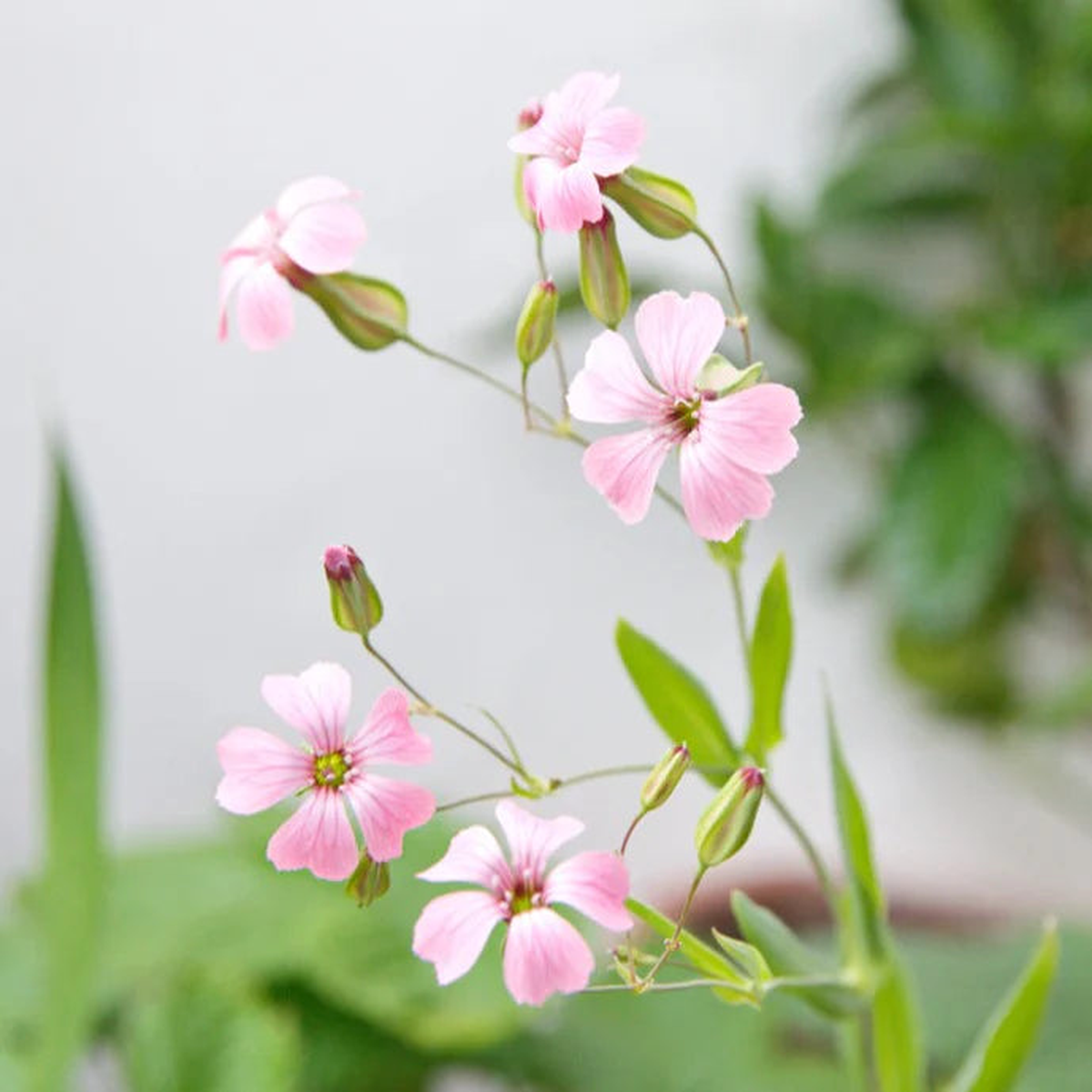 Saponaria Flower seeds for Planting - Bright Blooms, Heirloom & GMO Free Seeds for Home Garden