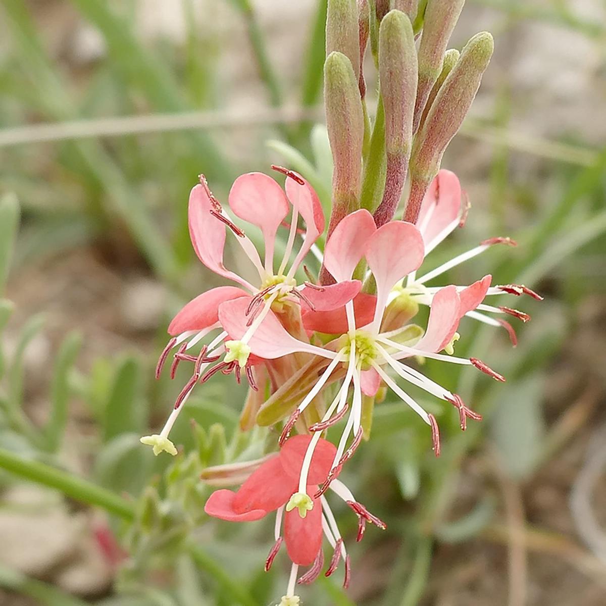 Scarlet Beeblossom Flower Seeds for Planting Heirloom, Non-GMO, Easy to Grow, Pollinator-Friendly