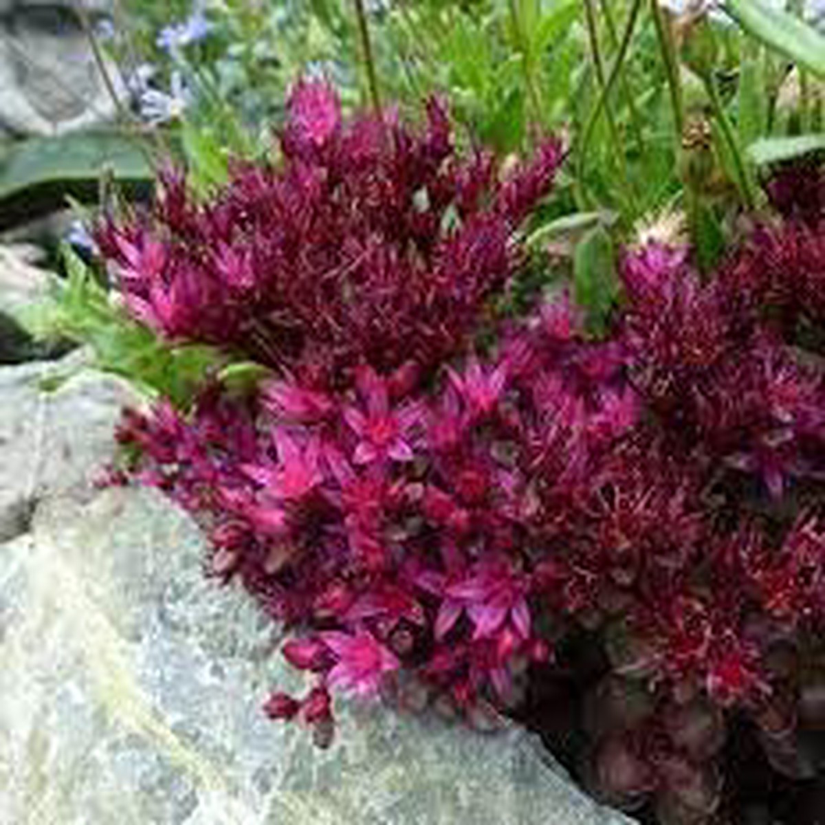 Sedum Spurium Flower Seeds for Planting | Heirloom Non-GMO High Germination Organic Garden Seeds