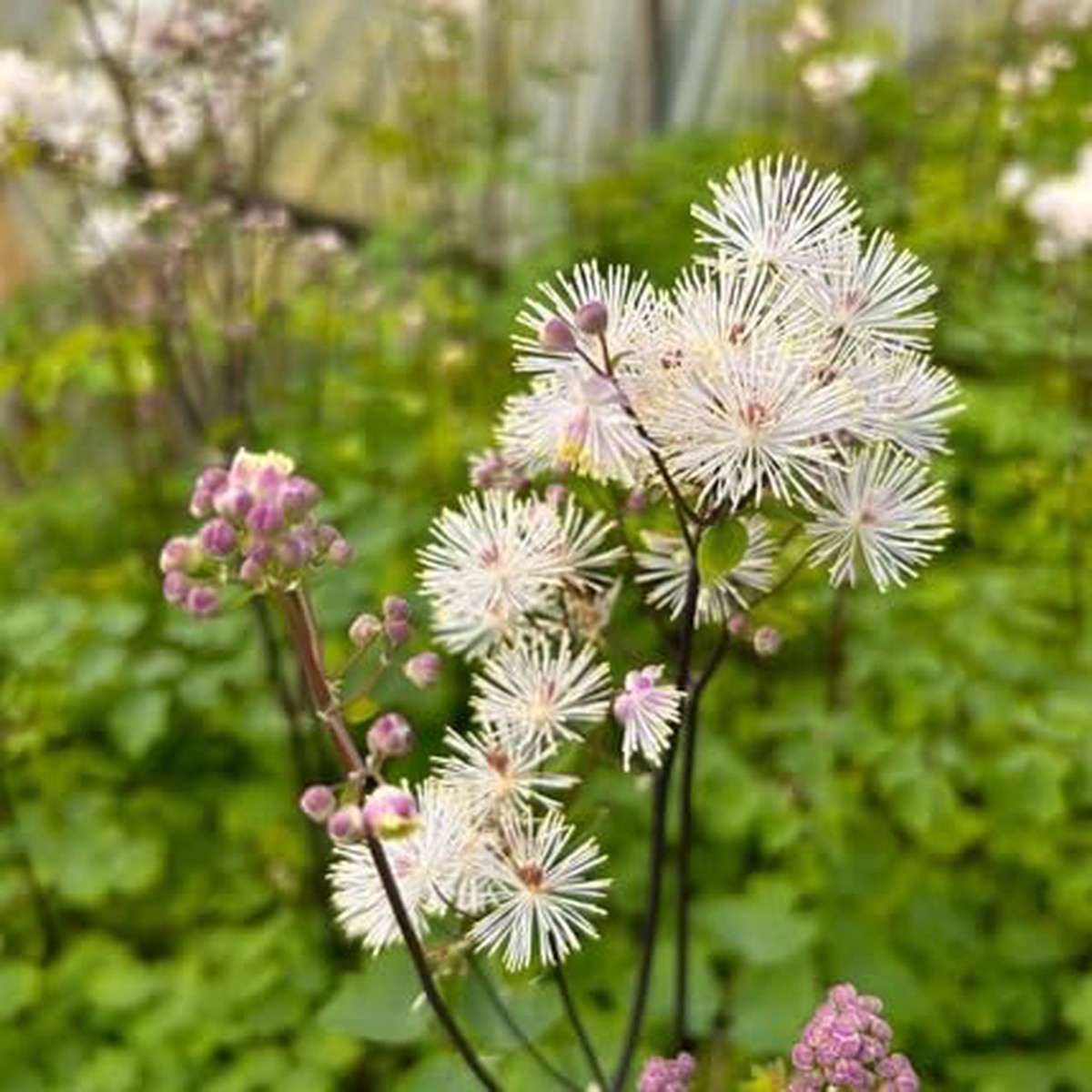 Thalictrum Flower