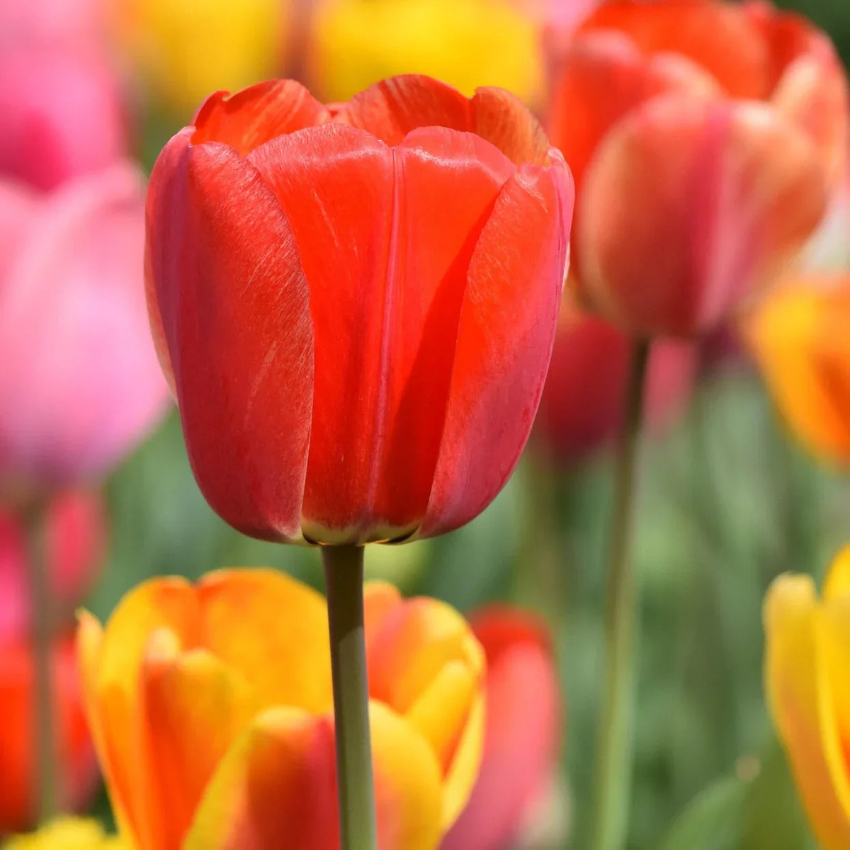 Tulip Flower Seeds for Planting Heirloom Non-GMO High Germination Organic Garden Seeds