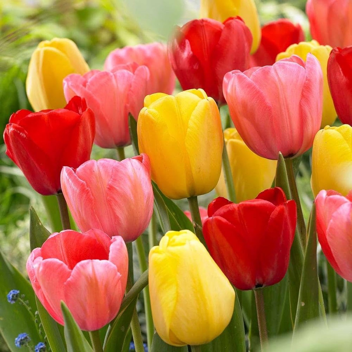 Tulip Tulipa Gesneriana Double Flower Seeds for Planting Rare Perennial Bonsai Variety for Indoor Pots | Pcs