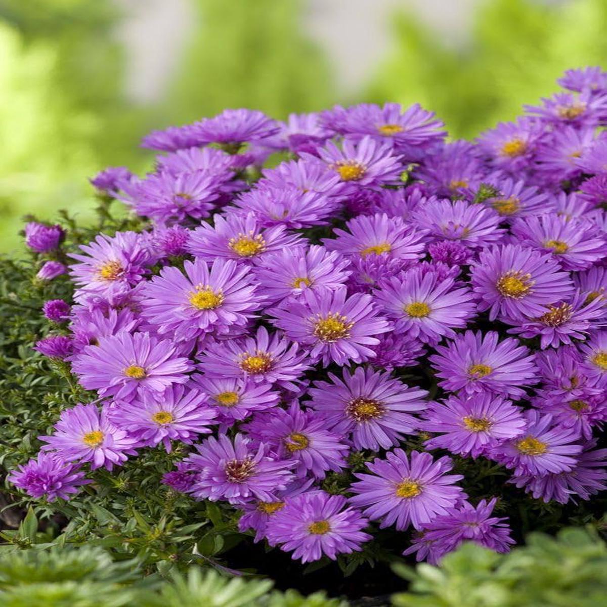 Violet Aster Flower Seeds for Planting Heirloom, Non-GMO, High Germination Organic Garden Seeds
