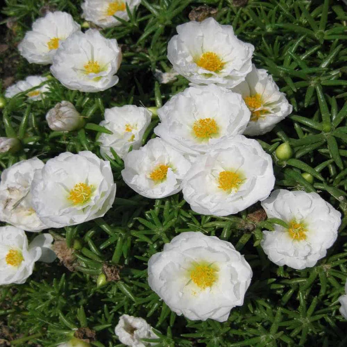 White MossRose Flower seeds for Planting Colorful Display Heirloom & GMO Free Seeds for Home Garden Sale